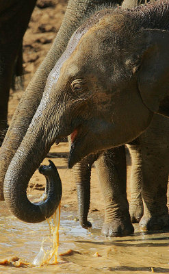 Elephant calf drinking