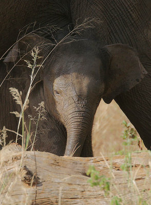 Elephant calf.