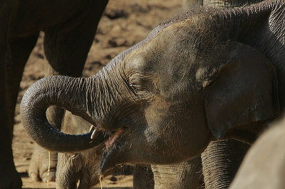 Elephant calf drinking.
