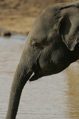 Elephant drinking.