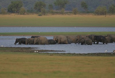 Grass and water -Elephant heaven!