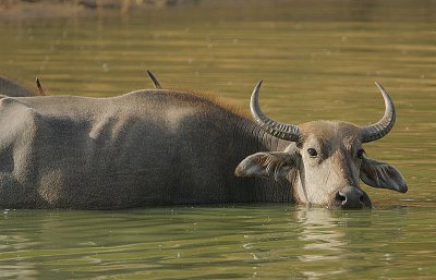 Water Buffalo -cow