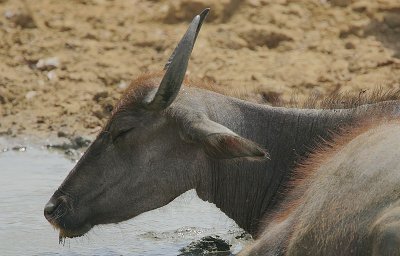 Water Buffalo -cow