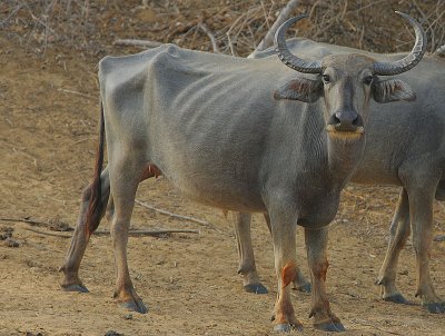 Water Buffalo -cow 