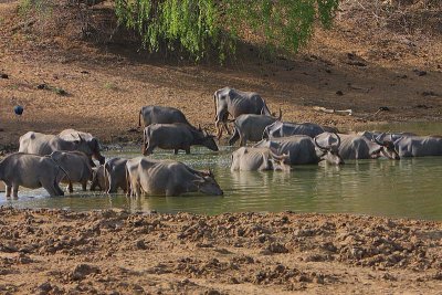 Water Buffalo herd.