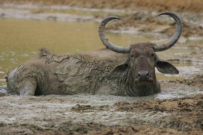 Water Buffalo in a mudbath 