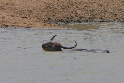 Water Buffalo swimming