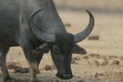 Water Buffalo -young Bull