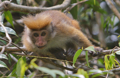 Toque Macaque (Macaca sinica aurifrons)