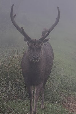 Sambar Stag at dawn