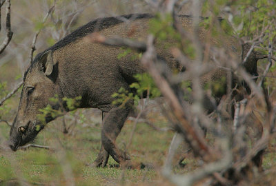 Eurasian Wild Pig (Sus scrofa)