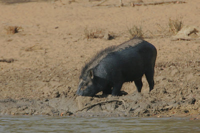 Wild Pig 