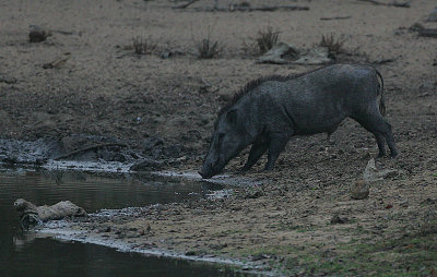 Wild Pig 