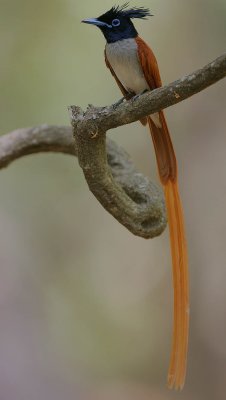 Asian Paradise-Flycatcher (Terpsiphone paradisi)