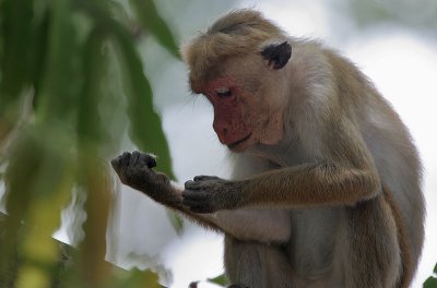 Toque Macaque (Macaca sinica sinica)