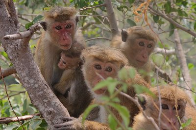 Toque Macaque (Macaca sinica sinica)