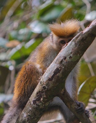 Toque Macaque (Macaca sinica aurifrons)