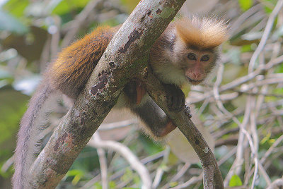 Toque Macaque (Macaca sinica aurifrons)