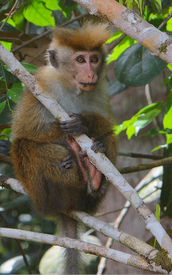 Toque Macaque (Macaca sinica aurifrons)