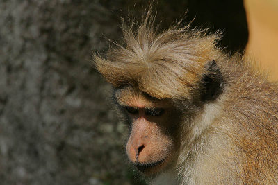 Toque Macaque (Macaca sinica opisthomelas)