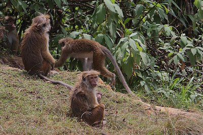Toque Macaque (Macaca sinica opisthomelas)