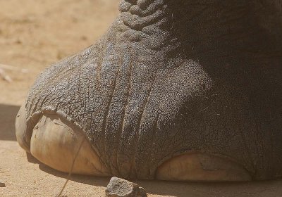 Elephant's foot