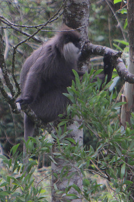 Bear Monkey (Trachypithecus vetulus monticola)