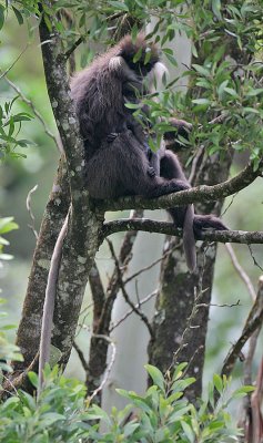 Bear Monkey (Trachypithecus vetulus monticola) female and infant
