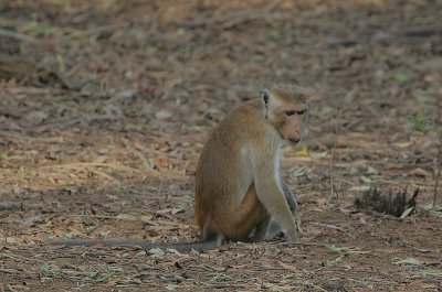 Toque Macaque (Macaca sinica sinica)