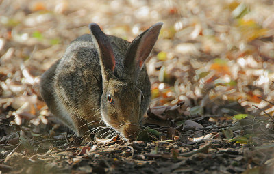 Black-naped Hare (Lepus nigricollis)