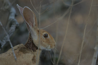 Black-naped Hare (Lepus nigricollis)