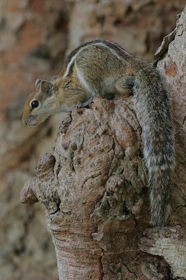 Palm Squirrel (Funambulus palmarum)