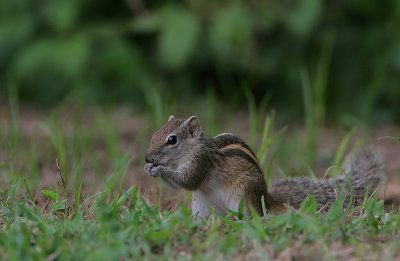 Palm Squirrel (Funambulus palmarum)