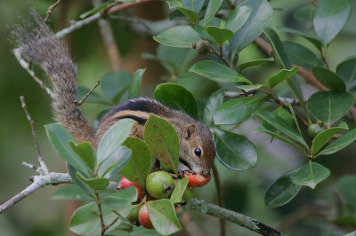 Palm Squirrel (Funambulus palmarum)