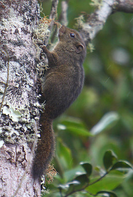 Dusky Squirrel (Funambulus sublineatus)