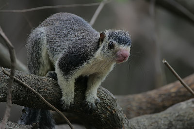 Miscellaneous Small Mammals