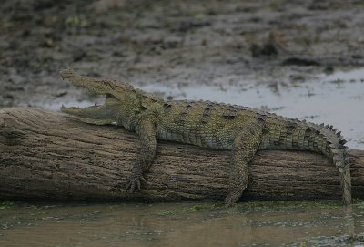 Indian Mugger (Crocodylus palustris)