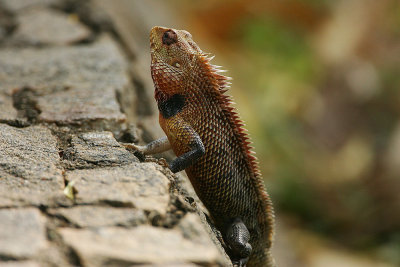 Smaller Reptiles