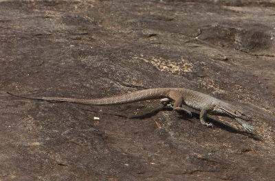 Water Monitor (Lizard Varanus salvator)