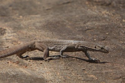 Water Monitor (Lizard Varanus salvator)