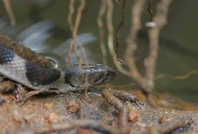 Keelbacked Water Snake (Xenochrophis asperrimus)