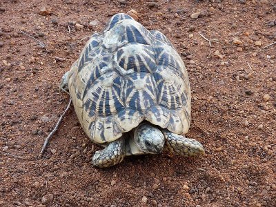 Indian Star Tortoise (Geochelone elegans)