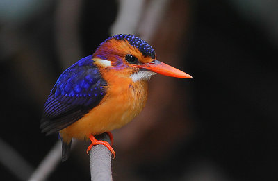 African pygmy-kingfisher (Ceyx pictus)