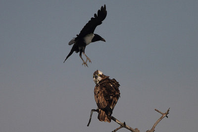 Pied Crow harrassing an Osprey