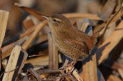 Wren 