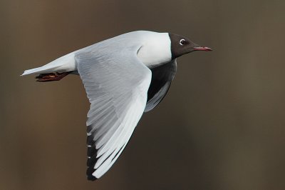 Black-headed Gull in flight