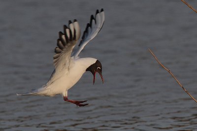 Black-headed Gull in flight