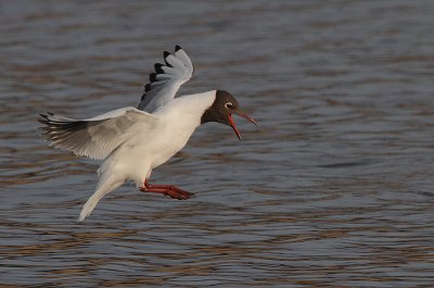 Black-headed Gull in flight