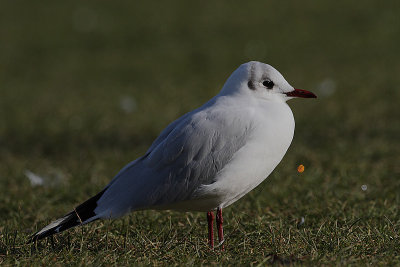 Black-headed Gull in Winter plumage.jpg
