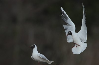 Black-headed Gull pair